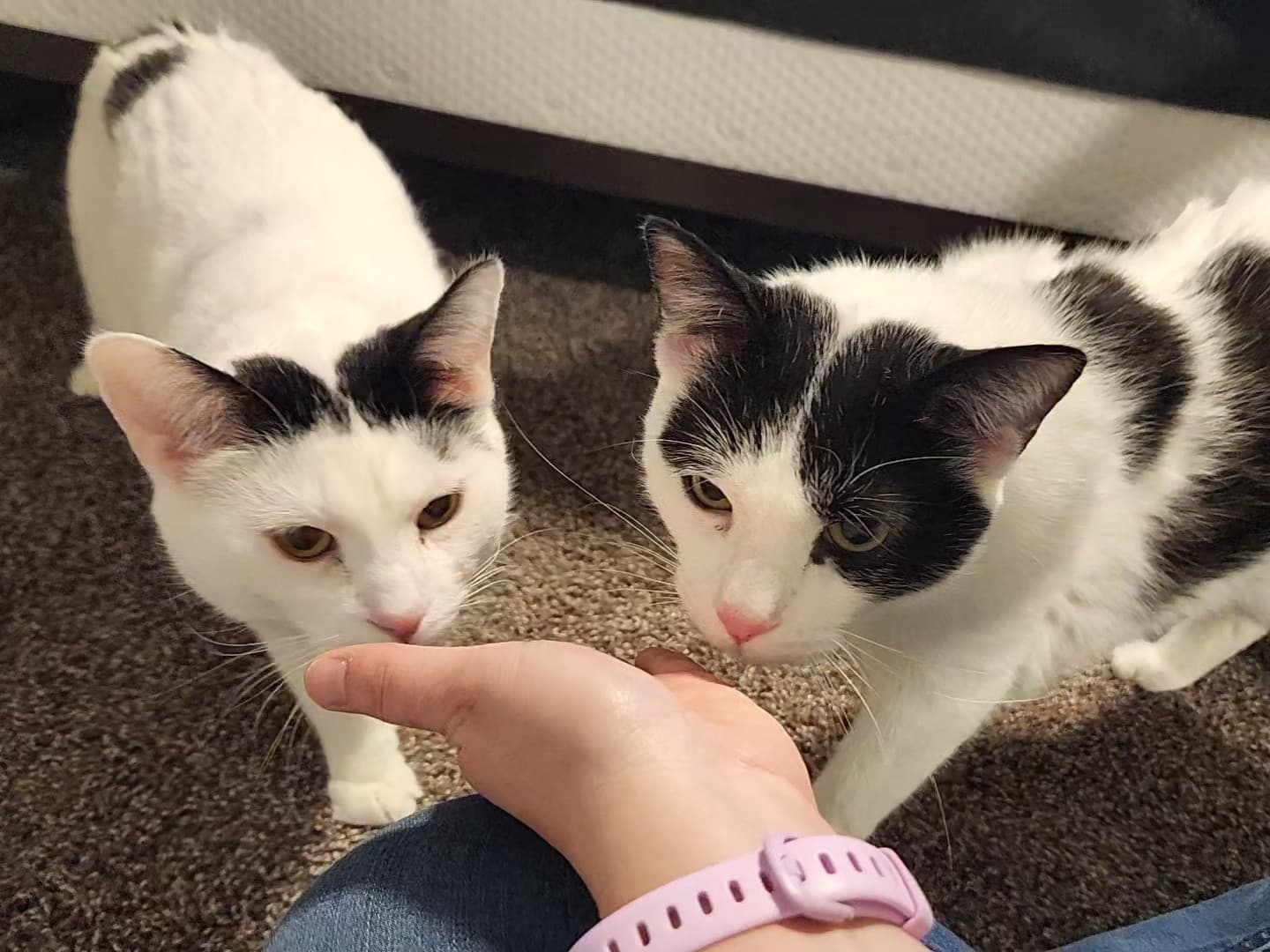 Drop-in Pet Visit