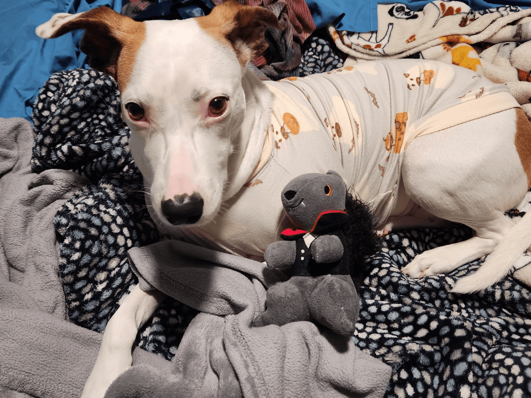Overnight Pet Sitting