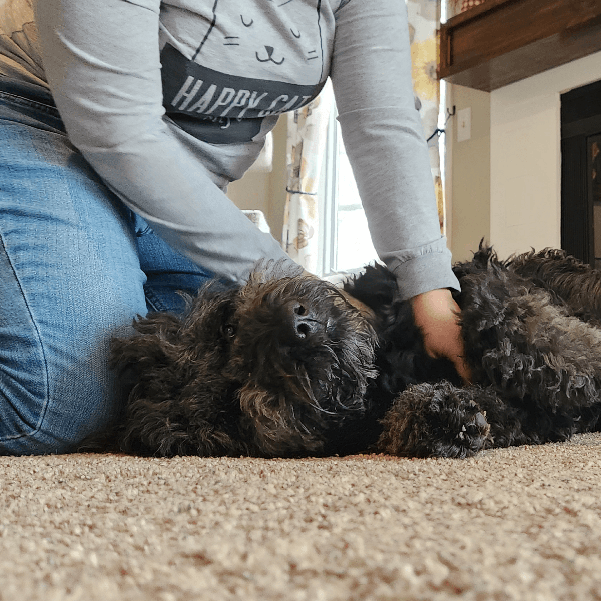 Relaxing Canine Massage Therapy