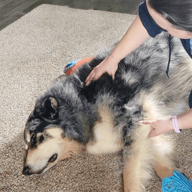 Remedial Canine Massage Therapy